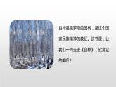 人教部编版四年级下册第三单元白桦第一课时课件