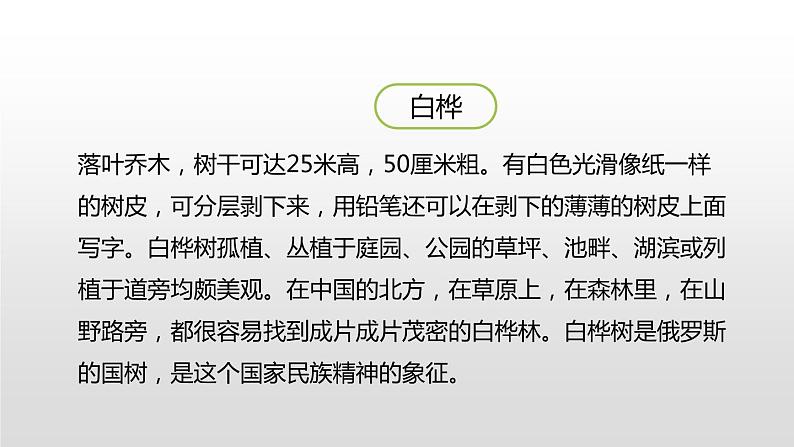 人教部编版四年级下册第三单元白桦第一课时课件第6页