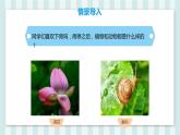 人教部编版四年级下册第三单元在天晴了的时候课件