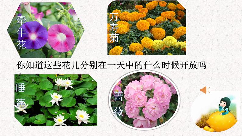 13 花钟 课件（21张PPT）01