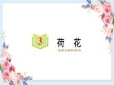 3 荷花-课件（共13张ppt）