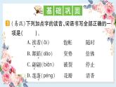 3 荷花-课件（共13张ppt）