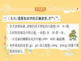 3 荷花 课件 （共14张ppt）