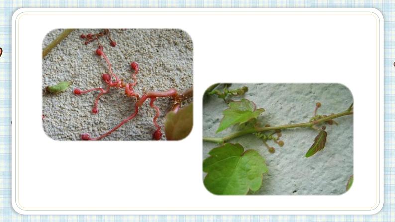 10.爬山虎的脚   课件（17 14张PPT)06