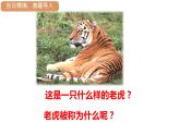 19.一只窝囊的大老虎   课件（11 16张PPT)