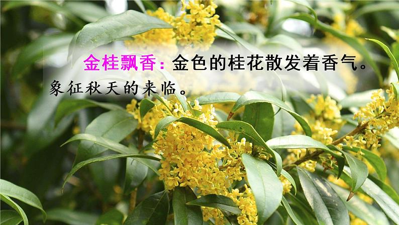 部编版语文三年级上册  语文园地二  课件PPT+教案08