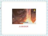 19.只有一个地球   课件（12 11张PPT)