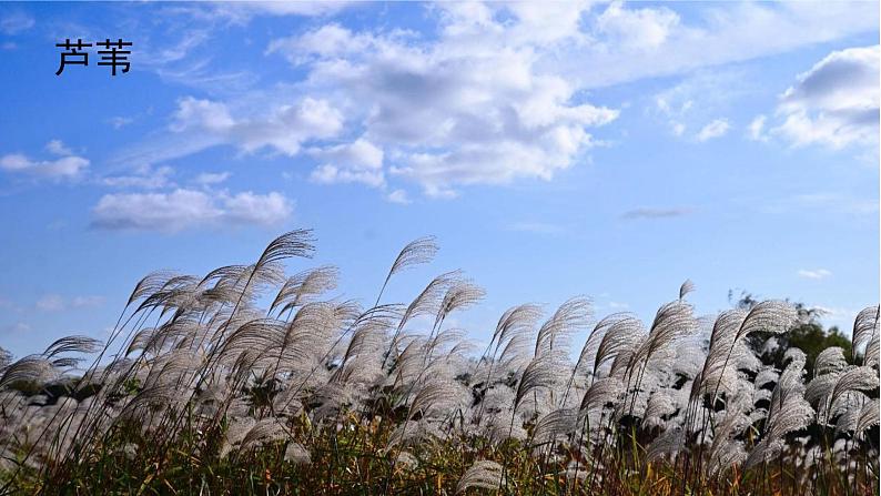 芦花鞋课件 部编版语文四年级下册第3页