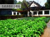 祖父的园子 课件 部编版语文五年级下册
