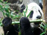 童年的发现 课件 部编版语文五年级下册