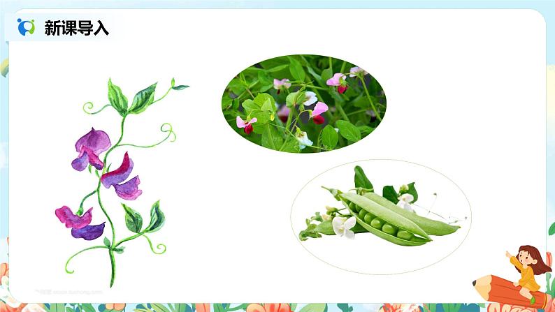 5《一个豆荚里的五粒豆》第一课时课件PPT+教案+练习02