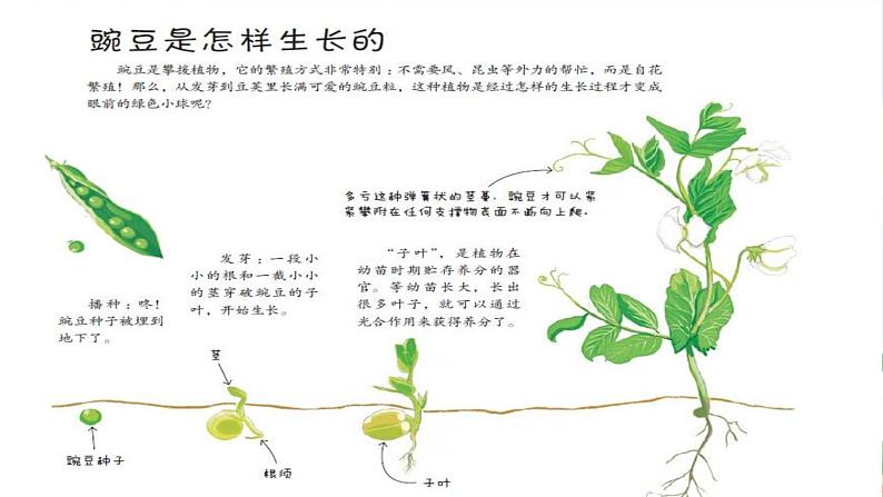5《一个豆荚里的五粒豆》第一课时课件PPT+教案+练习03