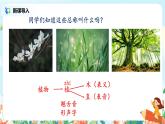 《植物妈妈有办法》第一课时课件+教案