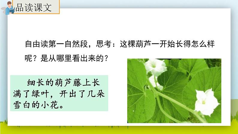 14.《我要的是葫芦》（第二课时）课件+教案+练习04