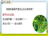 14.《我要的是葫蘆》（第一課時(shí)）課件+教案+練習(xí)