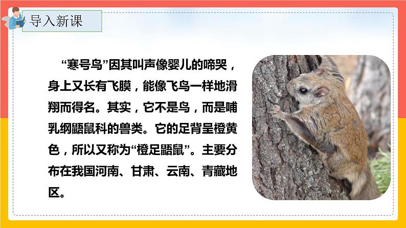 13.《寒号鸟》（第一课时）课件+教案+练习03