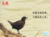 23《父親、樹(shù)林和鳥(niǎo)》課件PPT+生字課件+教案+音視頻素材