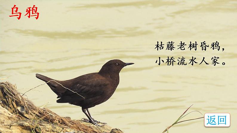 23《父亲、树林和鸟》课件PPT+生字课件+教案+音视频素材03