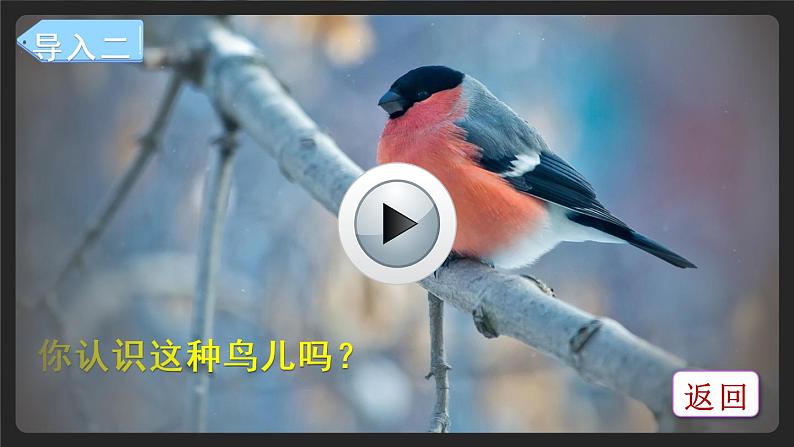 25《灰雀》课件PPT+生字课件+教案+音视频素材03