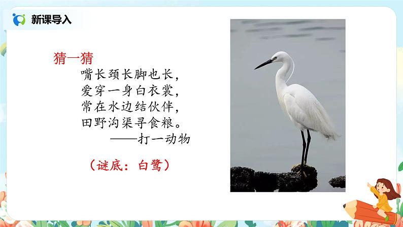 部编版语文五上1《白鹭》课件+教案04