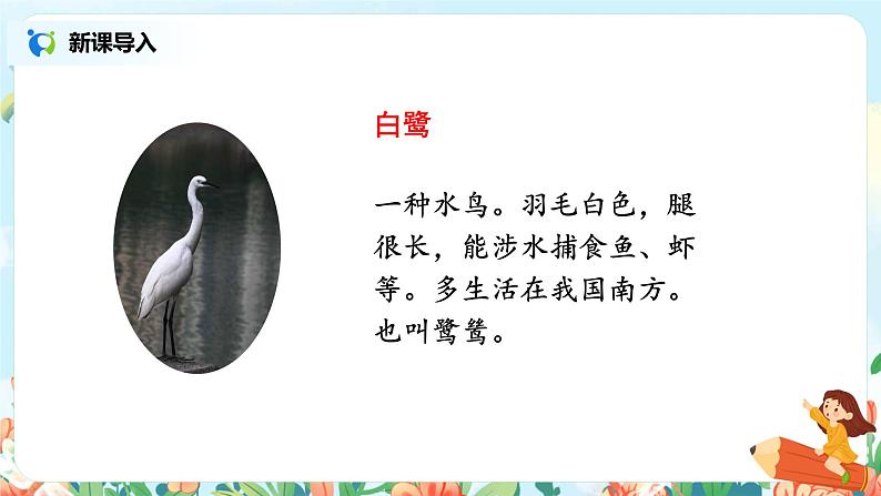 部编版语文五上1《白鹭》课件+教案05