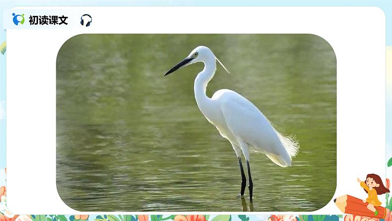 部编版语文五上1《白鹭》课件+教案07
