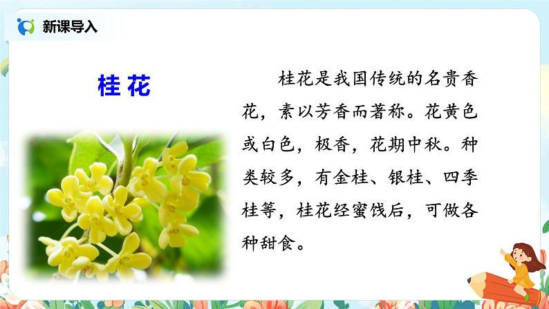 部编版语文五上3《桂花雨》课件+教案05