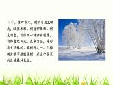 统编人教版小学语文四年级下册11白桦教学课件