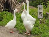 统编人教版小学语文四年级下册15白鹅教学课件