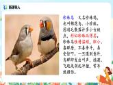 部编版语文五上4《珍珠鸟》课件+教案