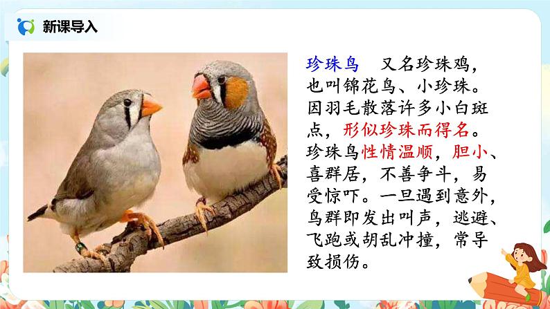 部编版语文五上4《珍珠鸟》课件+教案04