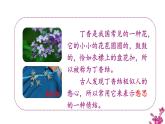 部编版语文六年级上册《丁香结》　课件