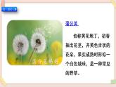 部编版五四学制二年级上册 植物妈妈有办法课件