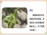 部编版五四学制二年级上册 植物妈妈有办法课件