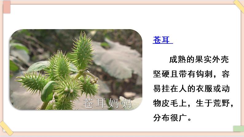 部编版五四学制二年级上册 植物妈妈有办法课件05