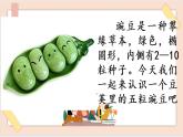 部編版五四學(xué)制四年級上冊5 一個豆莢里的五粒豆課件