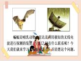 部編版五四學(xué)制四年級(jí)上冊(cè)6 蝙蝠和雷達(dá)課件
