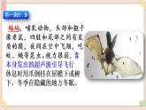 部編版五四學(xué)制四年級(jí)上冊(cè)6 蝙蝠和雷達(dá)課件