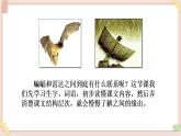 部編版五四學(xué)制四年級(jí)上冊(cè)6 蝙蝠和雷達(dá)課件