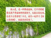 部編版五四學(xué)制四年級(jí)上冊(cè)10 爬山虎的腳課件