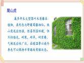 部編版五四學(xué)制四年級(jí)上冊(cè)10 爬山虎的腳課件