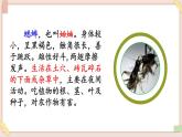 部編版五四學(xué)制四年級(jí)上冊11 蟋蟀的住宅課件