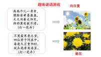 小学4* 花之歌备课ppt课件