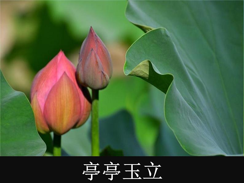 部编版语文一年级上册-04课文（一）-03江南-课件03第5页
