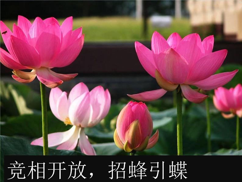 部编版语文一年级上册-04课文（一）-03江南-课件03第6页