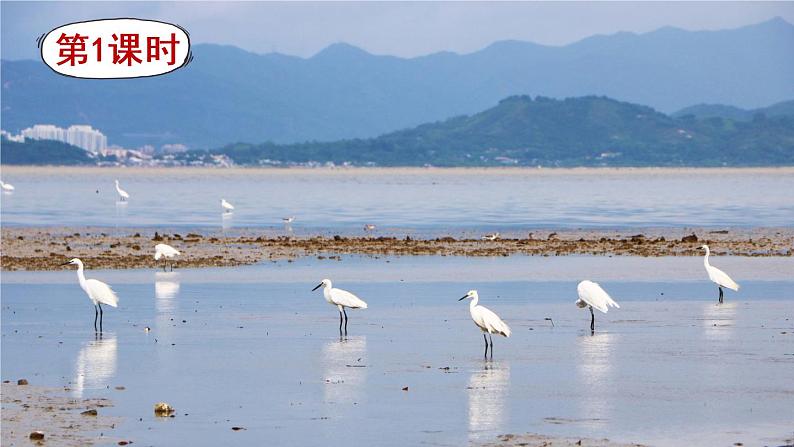 1 白鹭（课件）第2页