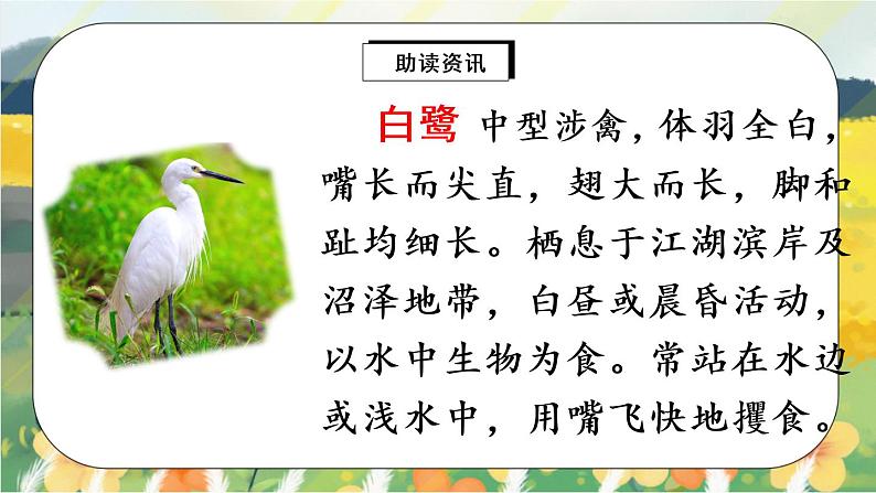 1 白鹭（课件）第5页