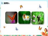 《蝴蝶的家》课件ppt+教案+练习
