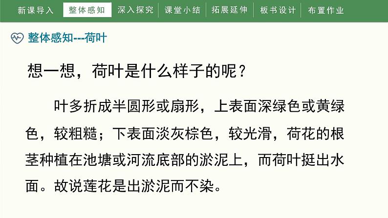 部编版小学语文一年级下册13《荷叶圆圆》（课件）第7页