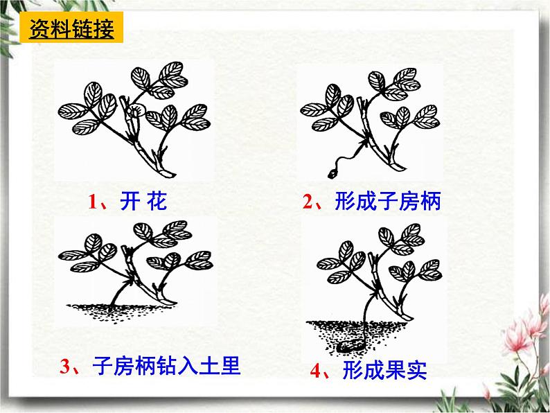 2《落花生》公开课 课件 部编五年级上册语文2022-2023学年第一学期第5页